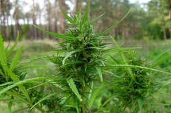  1563 кущів коноплі було знищено на місці шляхом спалювання