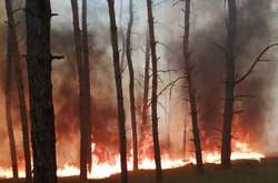 На Дніпропетровщині згоріло 5 гектарів лісу