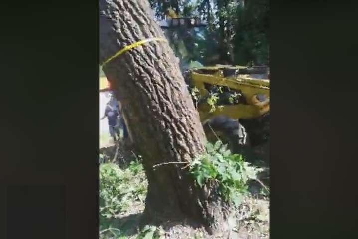 У Протасовому Яру знову пиляють дерева і працює техніка забудовника (відео)