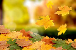 У Києві з’явиться установка з переробки опалого листя на біогаз 