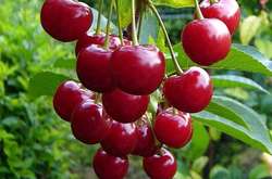 На Вінниччині під час збору черешень загинув чоловік