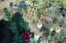 На Київщині виявлено чергову плантацію опійного зілля (фото)