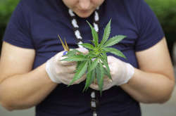 Франція не має наміру легалізувати марихуану для туристів