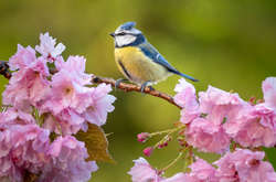 Как фотографировать птиц: впечатляющие фото и полезные советы