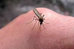 Черный цвет и микробы на коже: ученый объяснил, как комары находят своих жертв для нападения