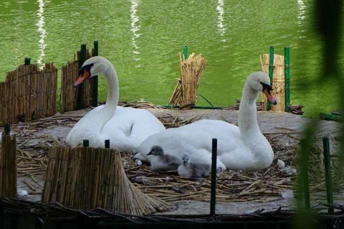 На озері біля вінницького парку народилися лебедята