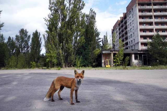 Как природа забирает Чернобыль. Депрессивные фото зоны отчуждения