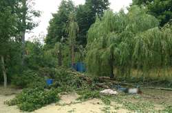 У Харківській області через негоду впало дерево: загинула жінка