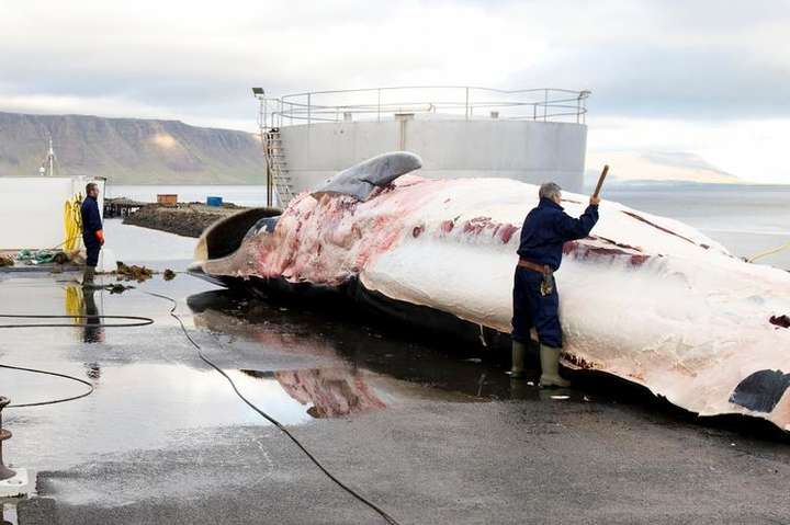 В Ісландії вперше за 17 років призупинили китобійний промисел