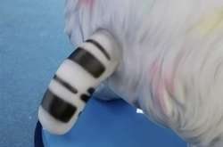 Истерика в сети: у талисмана сборной России из попы торчит березка