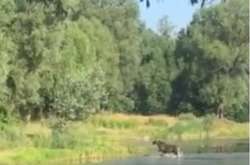 Купання лося в озері