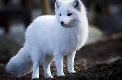 Полярная лиса поразила ученых, пробежав 3,5 тыс. км от Шпицбергена до Канады