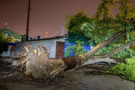 Дерево у Дніпрі впало на зупинку, одна людина потрапила до лікарні 