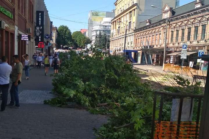На одній із центральних вулиць Дніпра вирубали всі платани (фото, відео)