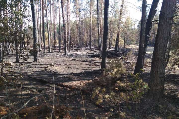 У Чорнобильській зоні сталися дві великі пожежі (фото)