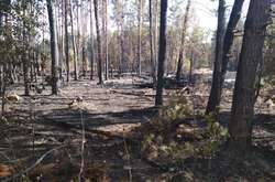 Наслідки лісової пожежі в зоні ЧАЕС