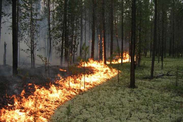 Поблизу Станиці Луганської горить замінований ліс: є поранений