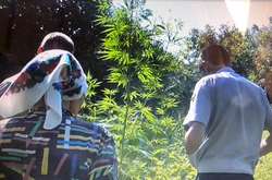 На Вінниччині літня жінка вирощувала на городі 200 кущів конопель