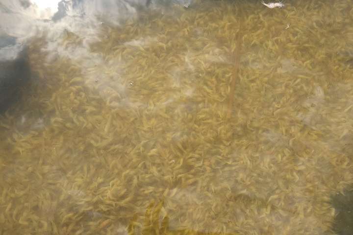 На Одещині масово гинуть креветки і риба 