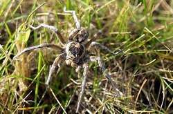 Під Харковом виявили небезпечних павуків (фото) 