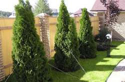 В Україні заборонили висаджувати дерева впритул до сусідньої ділянки