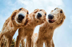 Кеннел Клуб объявил победителей в конкурсе фотографий собак и щенков