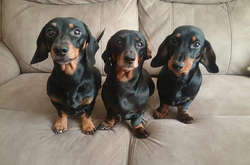 Парень сумел на спор выстроить 16 такс безупречными парами на лестнице (фото)