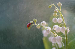 Прогноз погоди: сьогодні частину України накриють дощі