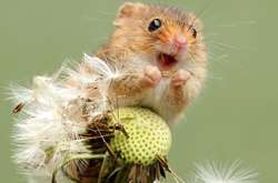 Крошечные пушистики: сеть умилили снимки мышат-малюток