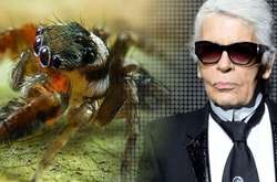 В честь покойного Карла Лагерфельда назвали новый вид пауков