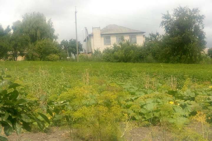 Плантацію маку виявлено на присадибній ділянці - Операція «Мак»: жінка вирощувала опійну рослину прямо біля сільради (фото)