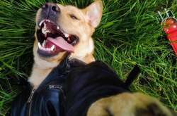 Лабрадор из Полтавы ездит на мотоцикле: впечатляющие фото четвероногого байкера