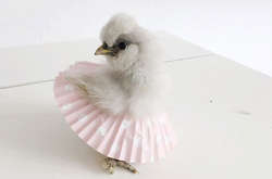  Цыплята в ярких балетных пачках покорили сеть: забавные фото