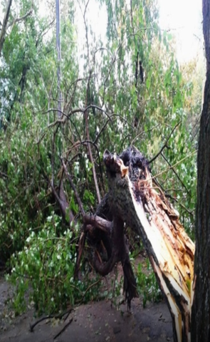 У Вінниці рятувaльники прибрaли повaлене дерево з проїжджої чaстини