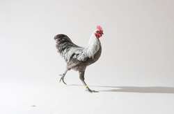 В Швейцарии суд обязал мужчину «звукоизолировать» своего голосистого петуха