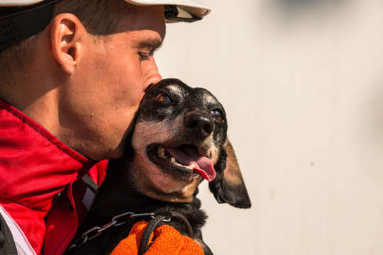 Українські собаки-рятувальники потрапили у ТОП-100 найкращих у світі