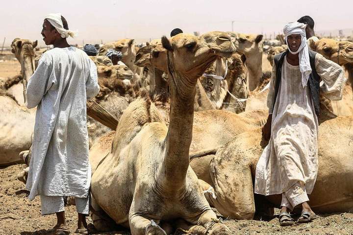 Як виглядає щорічний ринок верблюдів в Судані. Фотогалерея