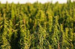 На Вінниччині правоохоронці вилучили у місцевих жителів крупну партію наркотичних рослин