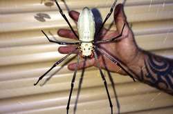 Фото доказывающие, что Австралия не просто другая страна, а совершенно иной мир