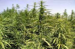 В Одесі поліція виявила незаконні посіви конопель