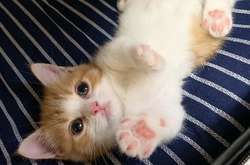 Котенок прославился в Instagram благодаря любимой позе для сна