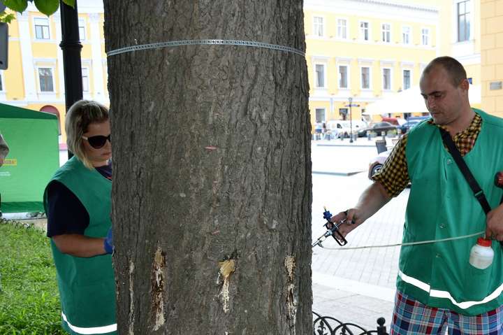 В Одесі понад 1700 дерев вакциновано від шкідників