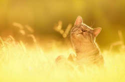 Синоптик розказала, якою буде погода у день виборів