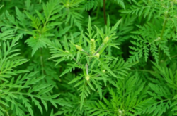 В Одесі ведеться боротьба з амброзією