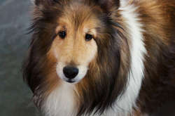 Пес сбежал от хозяина к своей возлюбленной. Он самостоятельно сел на поезд, идущий в ее город