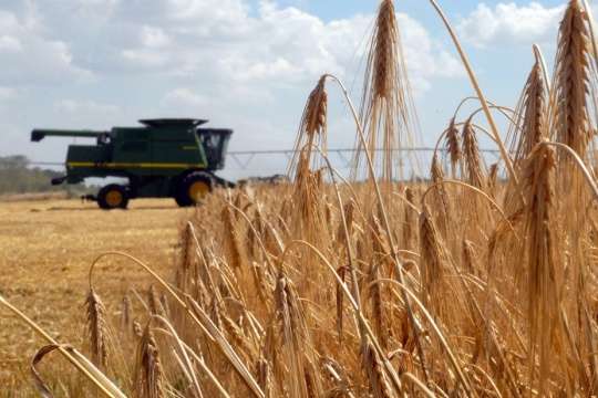 Жнива в Україні: аграрії вже зібрали понад 21 млн тонн зерна