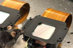 Миша поруч із сенсором, який генерував зображення, використане у дослідженні. 