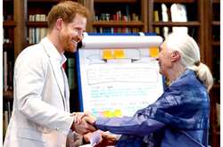 Принц Гарри доказал, что помнит язык шимпанзе (видео)