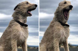 В сети показали фото самой большой породы собак в мире