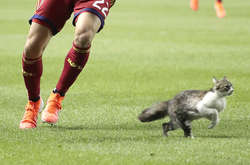 Кіт на футбольному полі